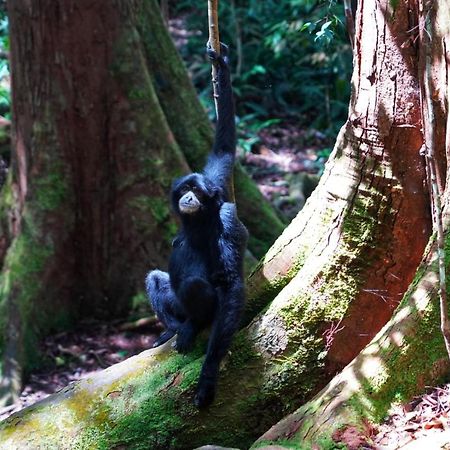 Sumatra Orangutan Discovery Villa Bukit Lawang Exterior foto