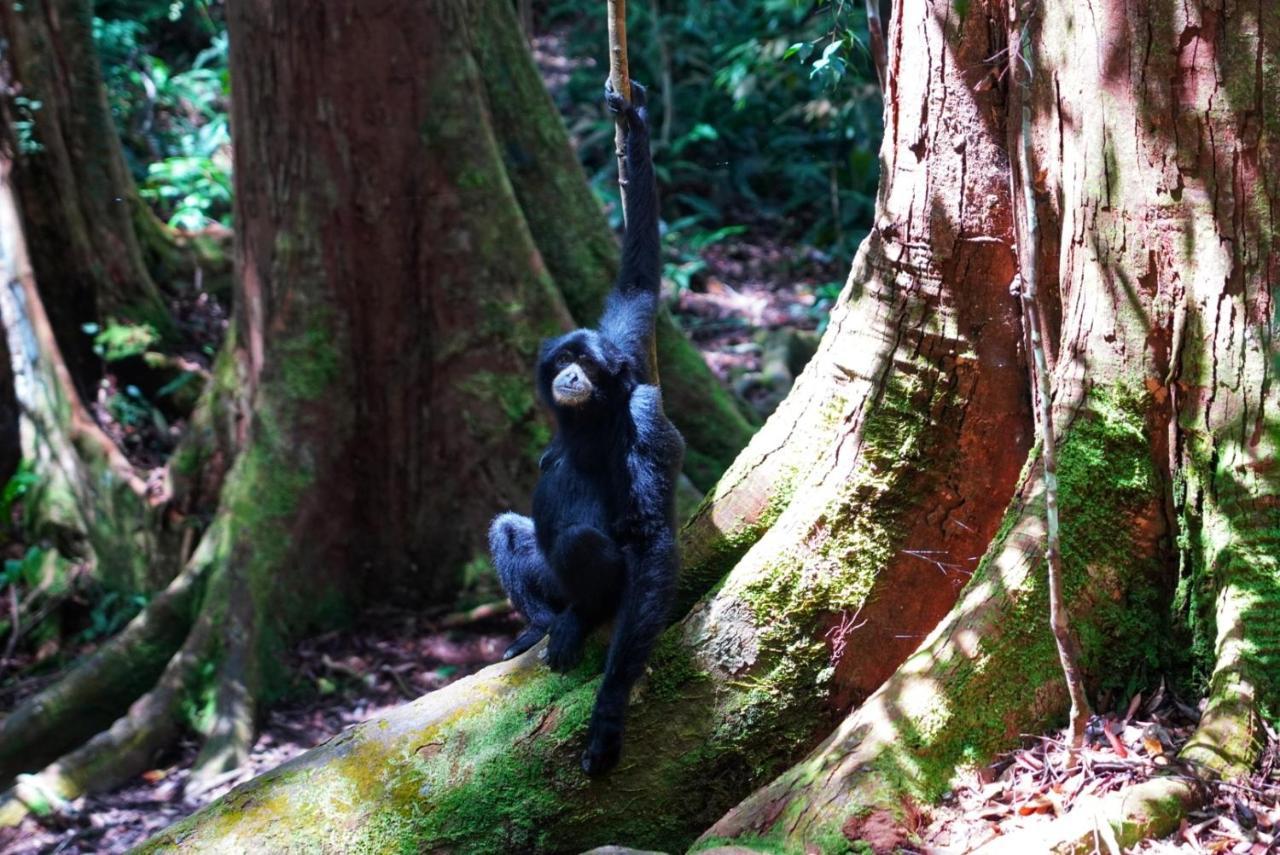 Sumatra Orangutan Discovery Villa Bukit Lawang Exterior foto